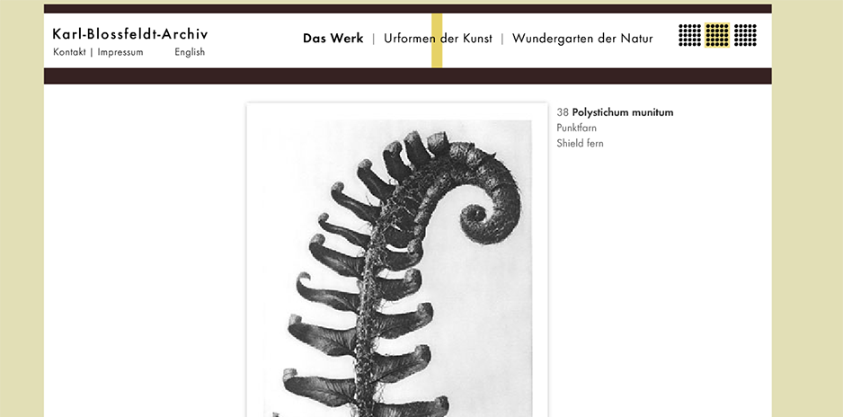 Webseite Karl-Blossfeldt-Archiv