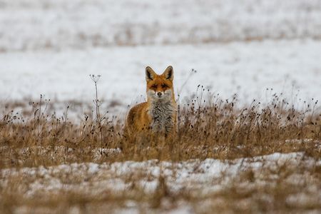 Nikolas Khurana, Fuchs im Schnee