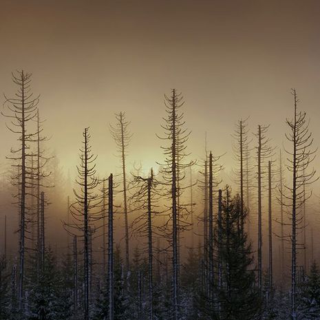 Kahle Fichten im Nebel. 2022. Bertram Kösler.