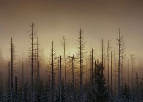 Ausstellung "Geformt von Sturm und Käfer", Bertram Kösler