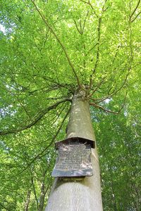 Naturmythenpfad, Braunlage