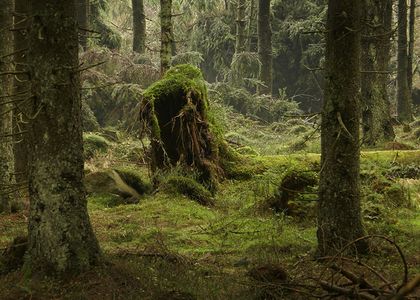 Ausstellung "Geformt von Sturm und Käfer", Bertram Kösler
