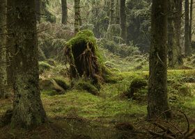 Ausstellung "Geformt von Sturm und Käfer", Bertram Kösler