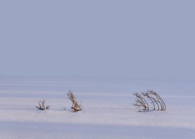 Ausstellung "Geformt von Sturm und Käfer", Bertram Kösler