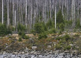 Ausstellung "Geformt von Sturm und Käfer", Bertram Kösler
