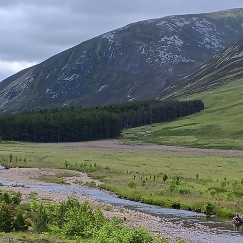 Nachhaltigkeit und Verwaltung: Landschaftsbild mit neu entstehendem Wald in schottischer Landschaft.