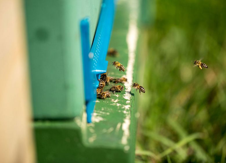 Bilder: Imker Enrico Kretschmar erklärt die Geheimnisse der Bienen gern allen Interessierten; die Bienenstöcke an der Hochschule Harz sind hinter der „Papierfabrik“ (Haus 9) bei einem großen Blühstreifen zu finden. Fotos: Hochschule Harz 