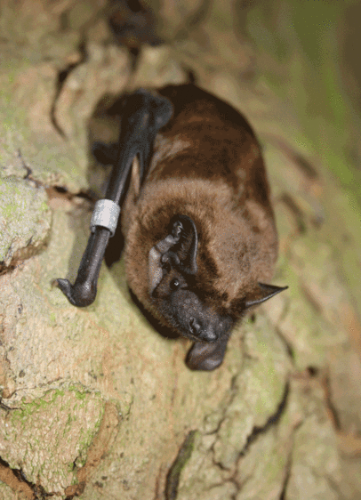 Faszinierende Fledermäuse: der Große Abendsegler gehört zu den „Kobolden der Nacht“, die Bernd Ohlendorf von der Landesreferenzstelle für Fledermausschutz bei der kommenden Online-Vorlesung der KinderHochschule vorstellt. Foto: B. Ohlendorf