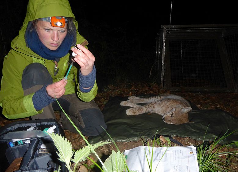 Nationalpark-Mitarbeiterin Lilli Middelhoff begleitet das Wiederansiedlungsprojekt im Harz, als Biologin kümmert sie sich um die Dokumentation von Luchsbestand und -ausbreitung. Am Samstag spricht sie bei der KinderHochschule über das Thema: „Der Luchs – niedliches Kuscheltier oder gefährliche Raubkatze?“ Foto: Nationalpark Harz