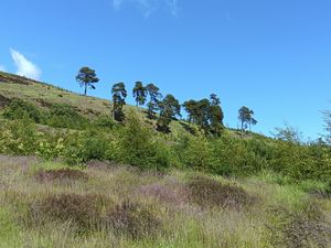 Einige Bäume ragen aus der Landschaft - Rewilding Projekt in Schottland.