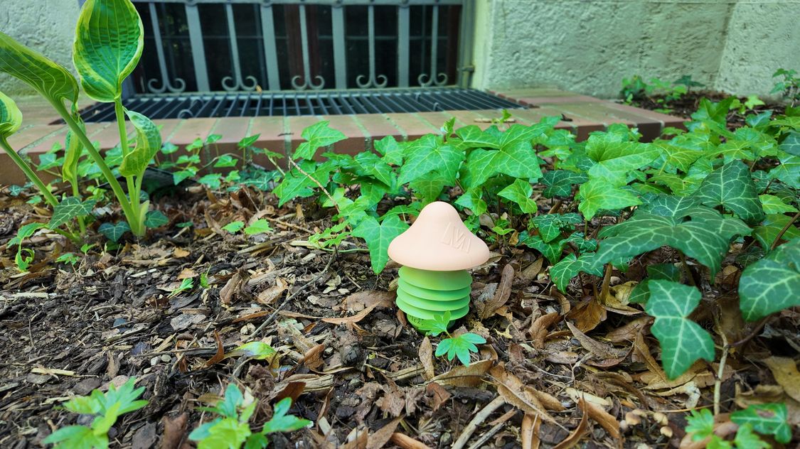 Plastikpilz in Rindenmulch, zwischen Efeu