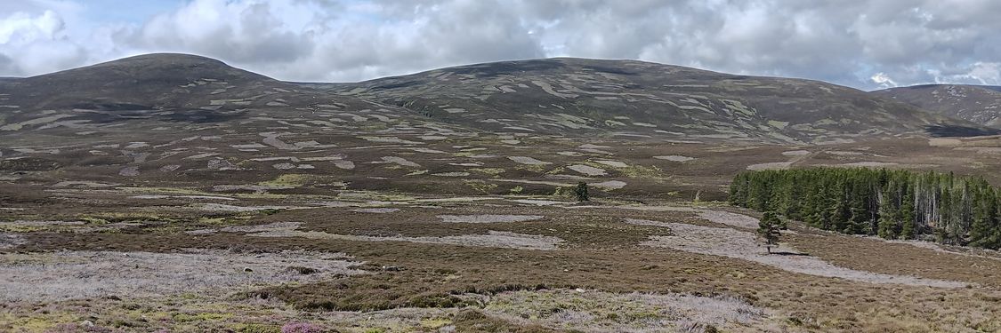 Karge Landschaft in Schottland mit neu entstehendem Waldstück.