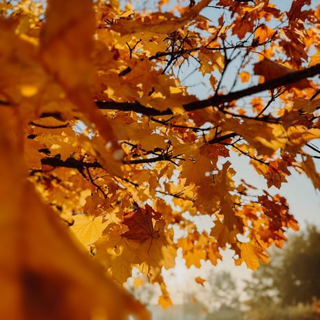 Herbstwald by Stefanie Lohde